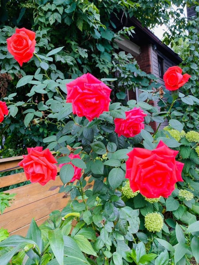 Lovely II Space Share A Room East York Canada 多伦多 外观 照片