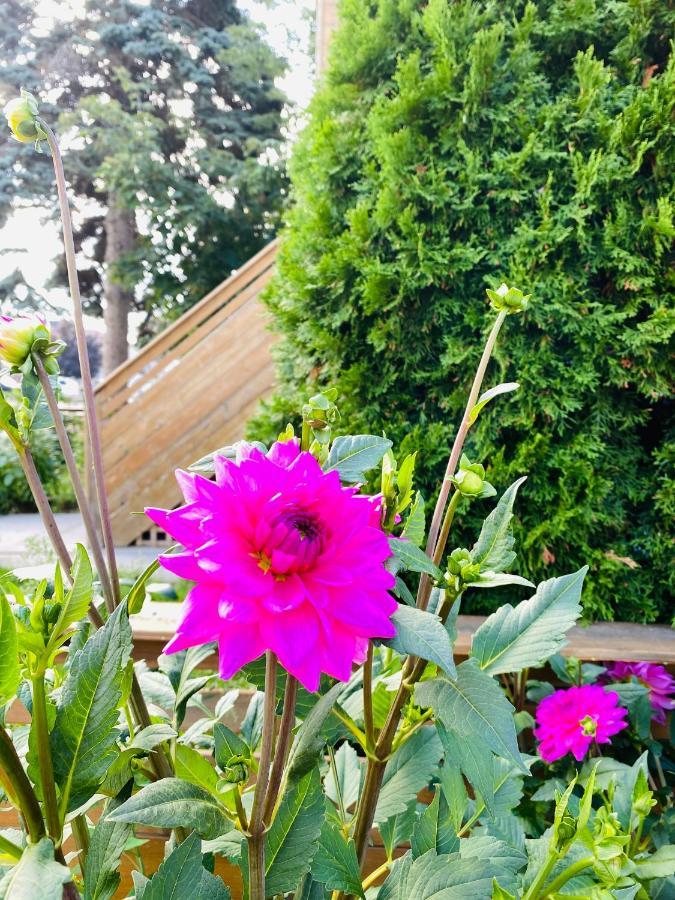 Lovely II Space Share A Room East York Canada 多伦多 外观 照片